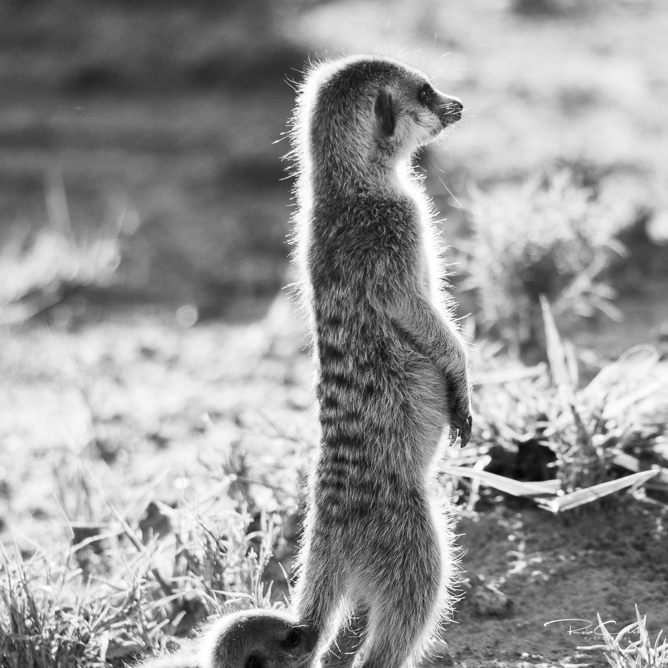 Meerkat mum